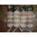 Fresh High Quality Normal White Garlic